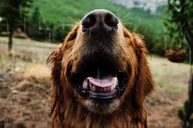 dog 3